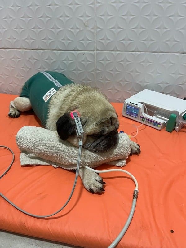 Clínica Veterinária